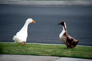 Goose and Gander