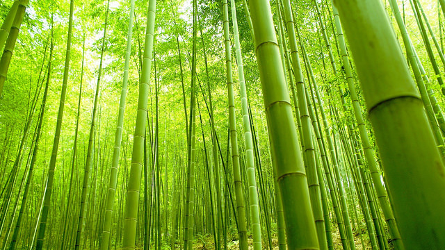 Bamboo